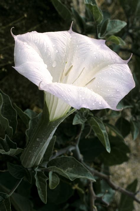 datura wikipedia.